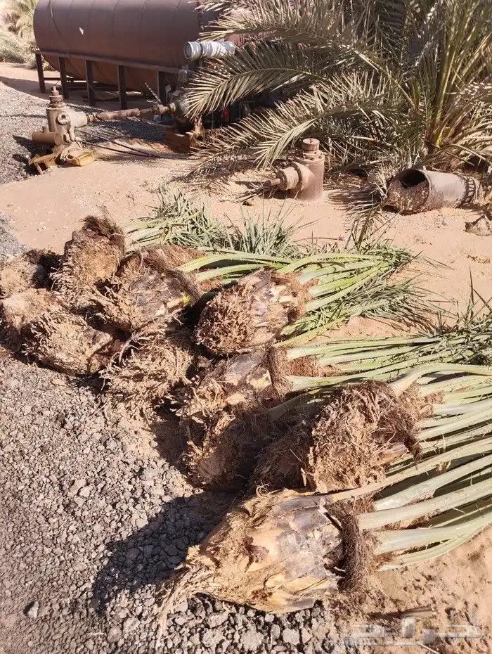 نخل للبيع مثمر جده مكه الطايف جميع الانواع 8