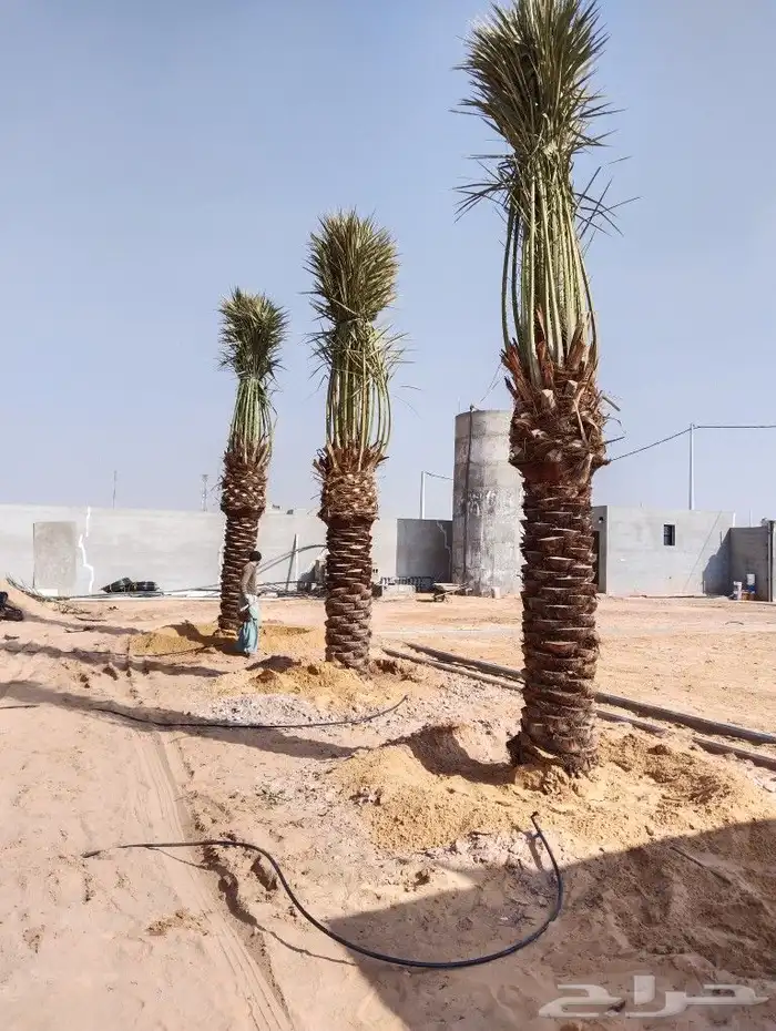نخل للبيع مثمر جده مكه الطايف جميع الانواع 0