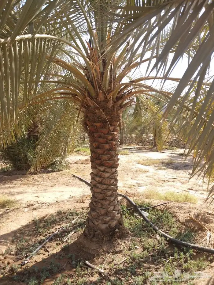 نخل للبيع مثمر جده مكه الطايف جميع الانواع 6