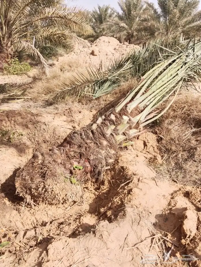 نخل للبيع مثمر جده مكه الطايف جميع الانواع 2
