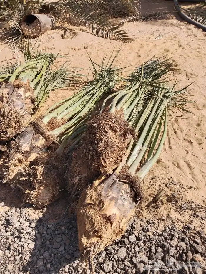 نخل للبيع مثمر جده مكه الطايف جميع الانواع 7