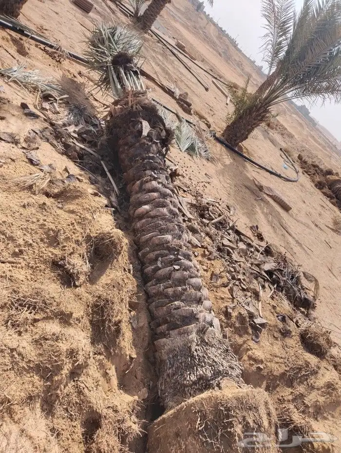 نخل للبيع مثمر جده مكه الطايف جميع الانواع 1