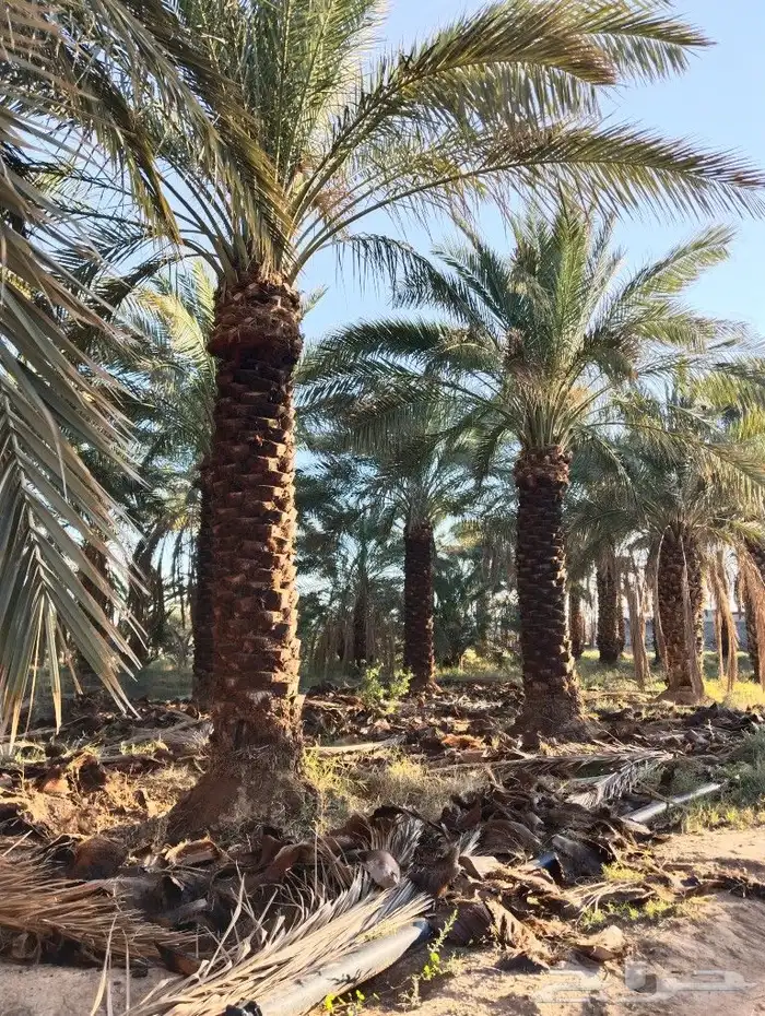 نخل للبيع مثمر جده مكه الطايف جميع الانواع 3
