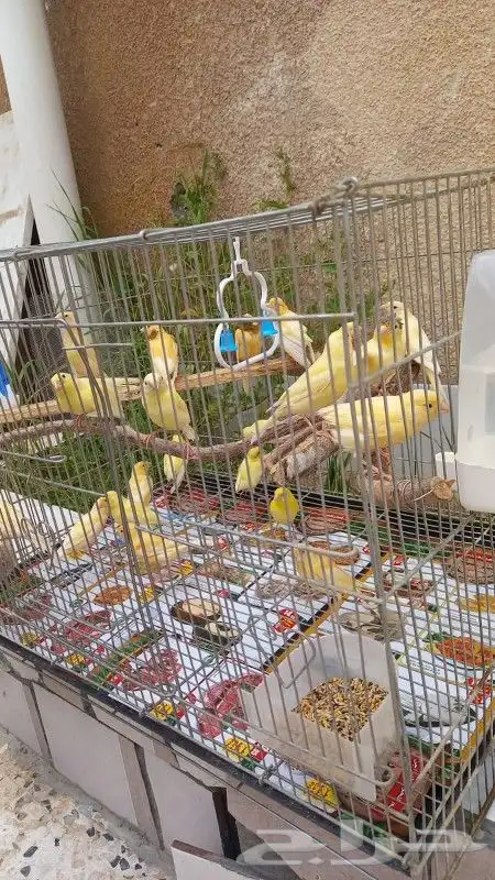 للبيع كناري ذكور واناث جاهزة للانتاج 2