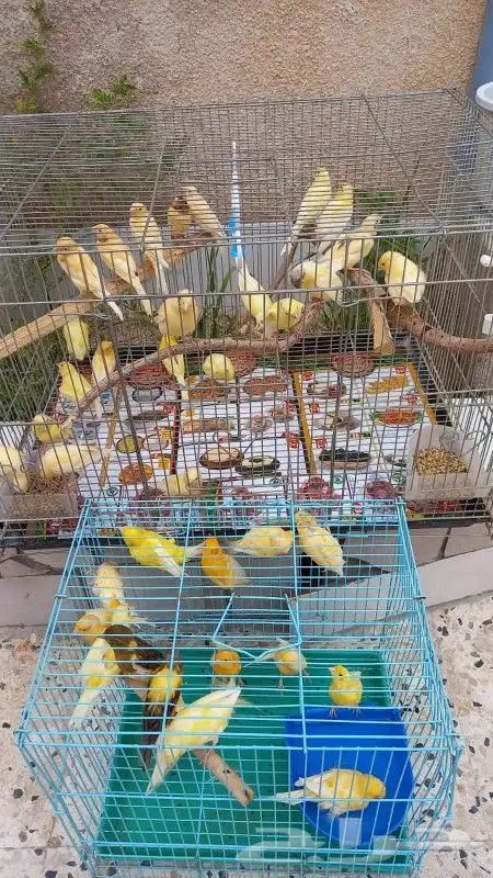للبيع كناري ذكور واناث جاهزة للانتاج 1
