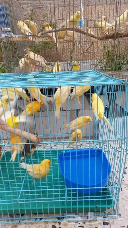 للبيع كناري ذكور واناث جاهزة للانتاج 0