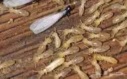 رش حشرات بالقنفدة صراصير بق ريبيا والارضه عقدمكافحة حشريه 0