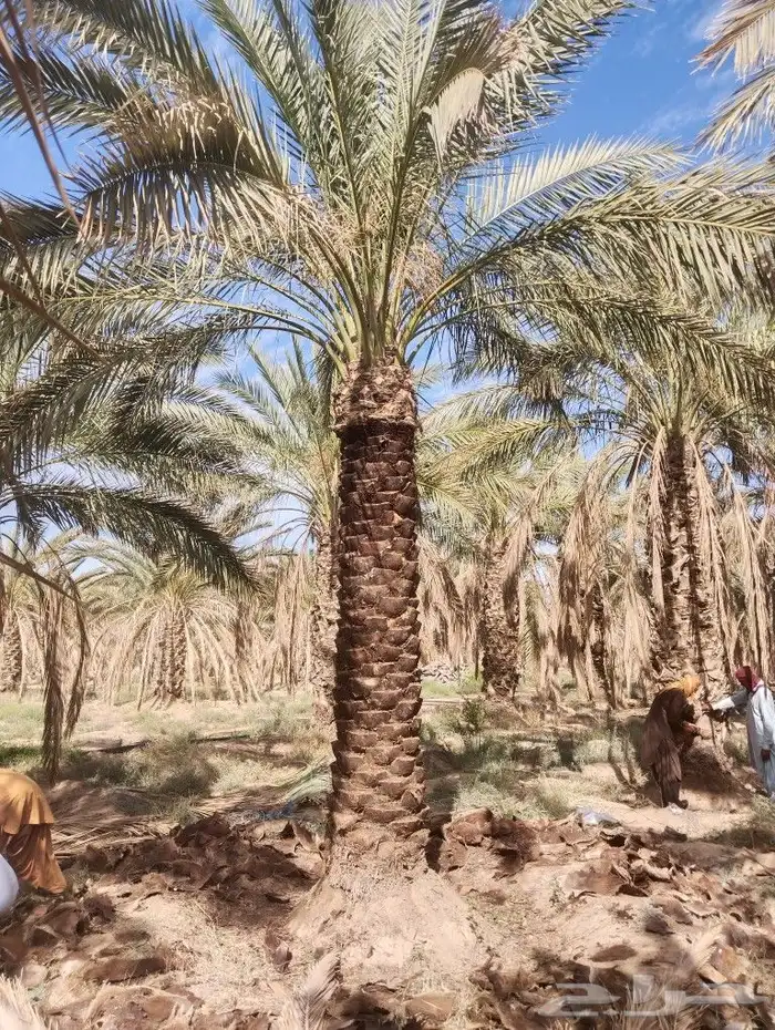 نخل للبيع مثمر القصيم عنيزه الرياض الرس خلاص برحي سكري 9