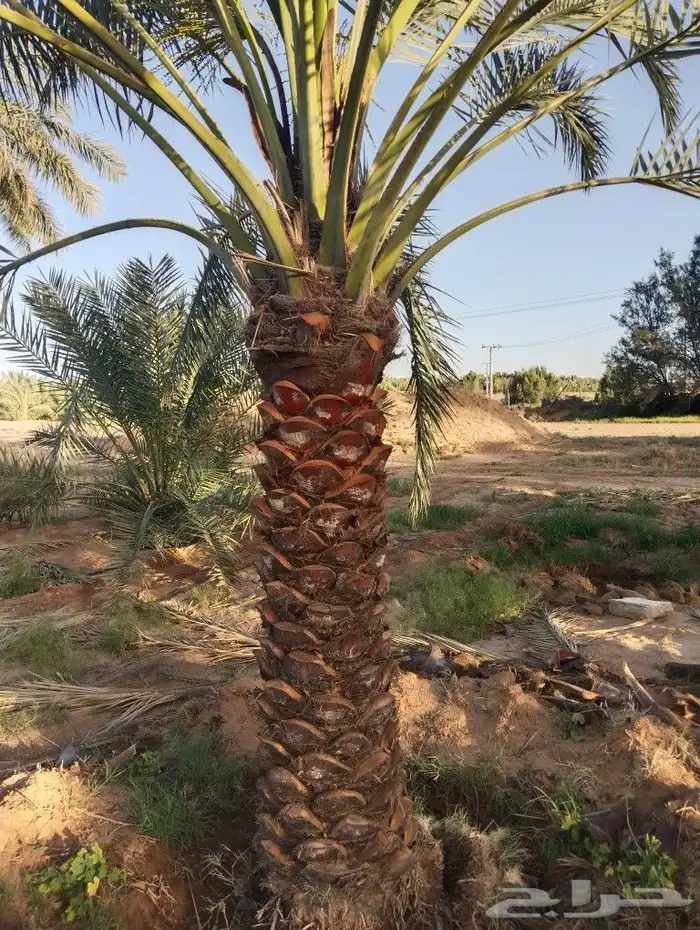نخل للبيع مثمر القصيم عنيزه الرياض الرس خلاص برحي سكري 5