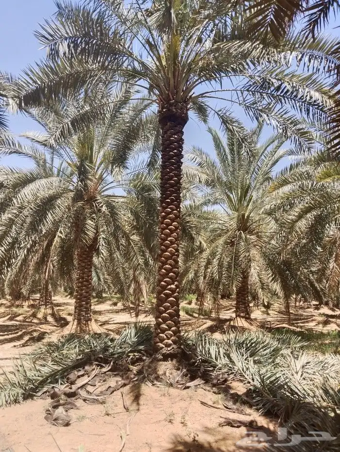 نخل للبيع مثمر القصيم عنيزه الرياض الرس خلاص برحي سكري 3