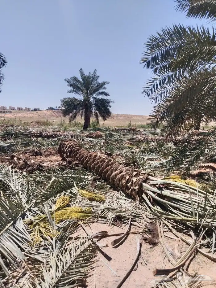 نخل للبيع مثمر القصيم عنيزه الرياض الرس خلاص برحي سكري 2