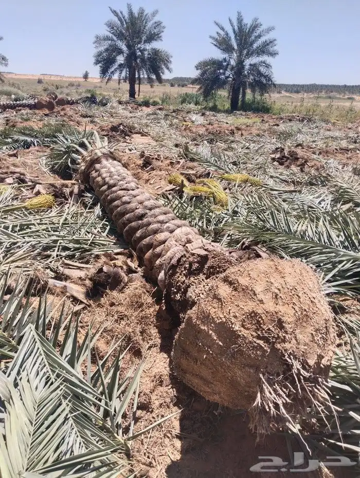 نخل للبيع مثمر القصيم عنيزه الرياض الرس خلاص برحي سكري 0