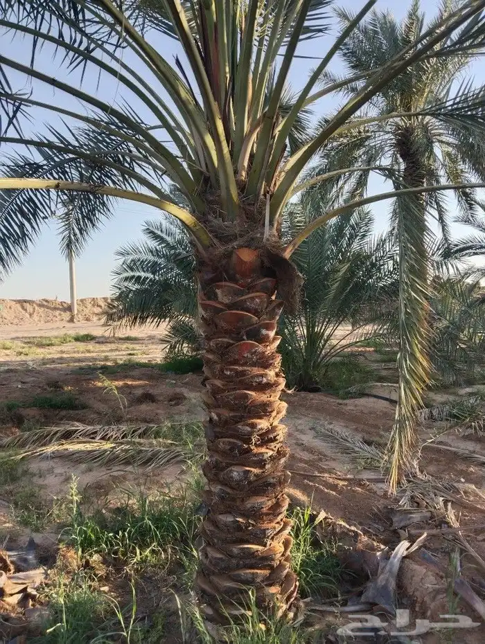 نخل للبيع مثمر القصيم عنيزه الرياض الرس خلاص برحي سكري 6
