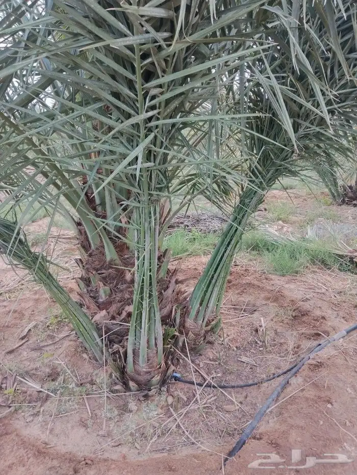 نخل للبيع مثمر القصيم عنيزه الرياض الرس خلاص برحي سكري 7