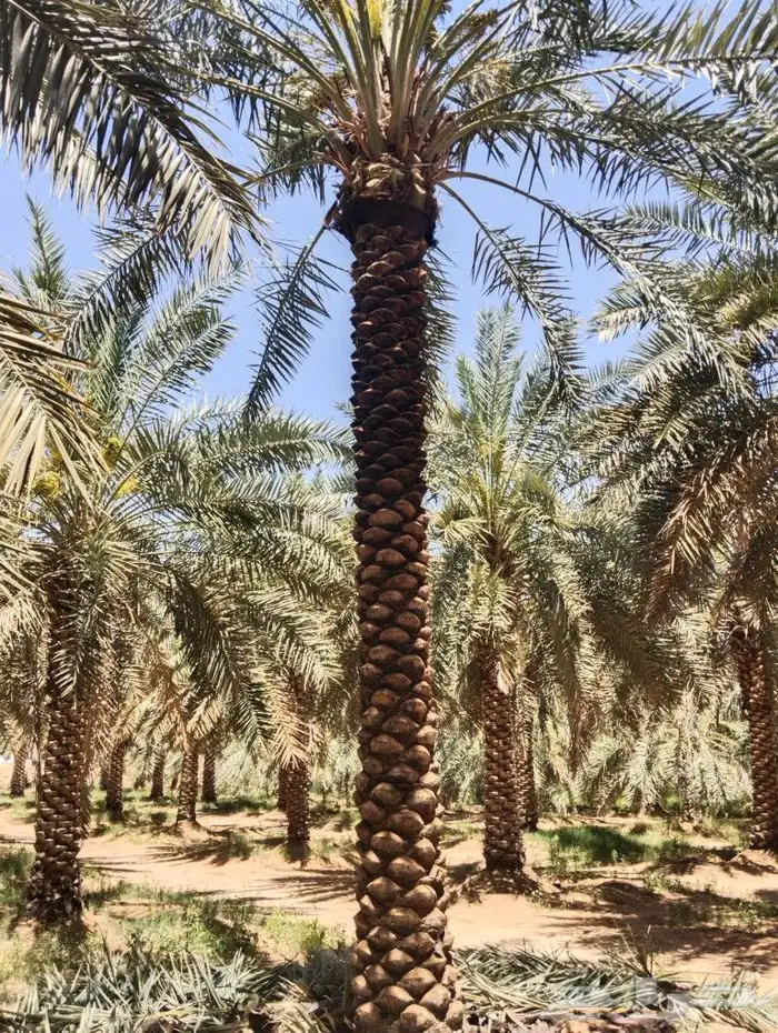 نخل للبيع مثمر القصيم عنيزه الرياض الرس خلاص برحي سكري 4