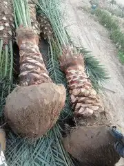 نخل القصيم نخل كفو 11