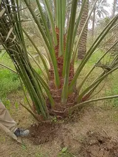 نخل القصيم نخل كفو 5