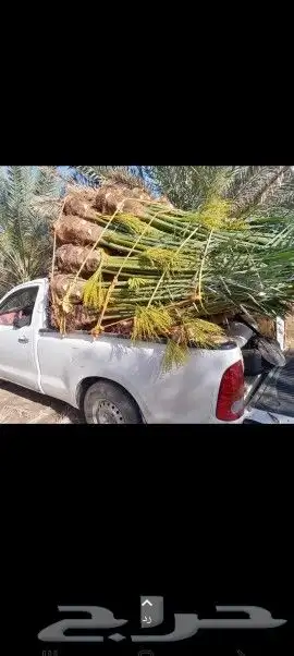 نخل القصيم نخل كفو 0