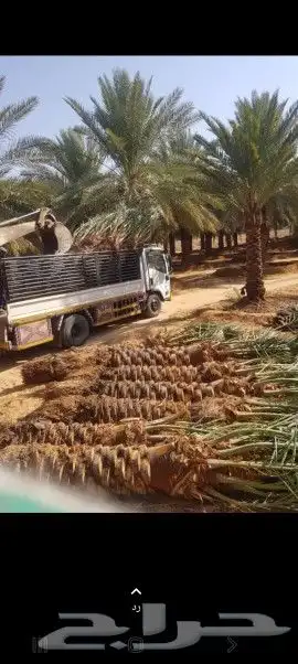 نخل القصيم نخل كفو 6