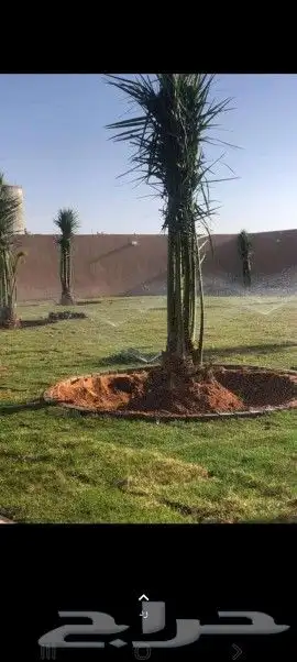 نخل القصيم نخل كفو 7