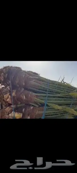نخل القصيم نخل كفو 2