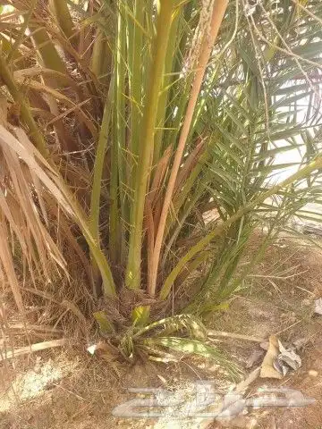 فسايل طيبه 3