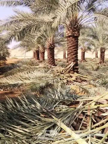 فسايل طيبه 8