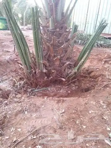 فسايل طيبه 7