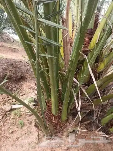 فسايل طيبه 5