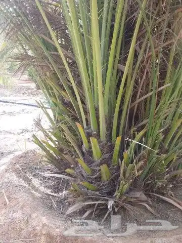 فسايل طيبه 2