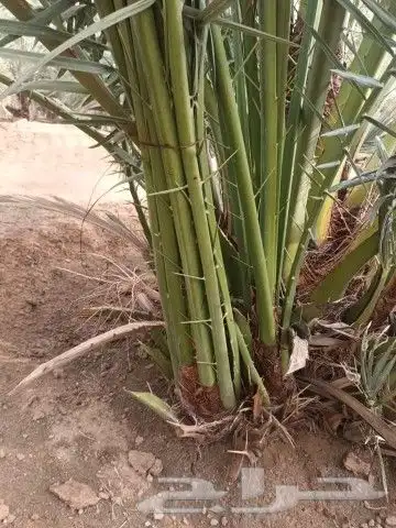 فسايل طيبه 6