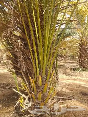 فسايل طيبه 0