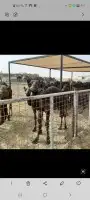 مضلات أبل ذرف غنم ذرف أبل مضلات غنم جلسات حديد غرف دجاج عشش 15