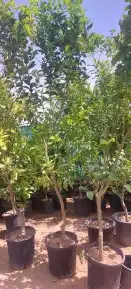 جميع انواع اليمون 9