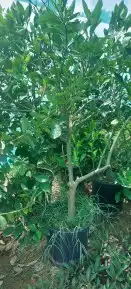 جميع انواع اليمون 15