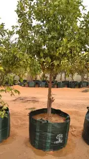 جميع انواع اليمون 18