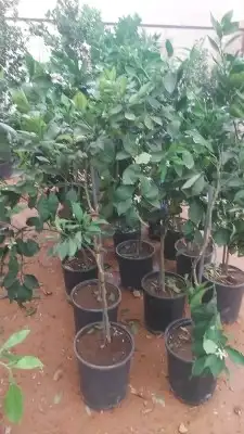 جميع انواع اليمون 13