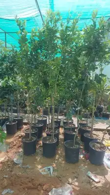 جميع انواع اليمون 4