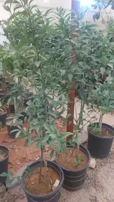 جميع انواع اليمون 8