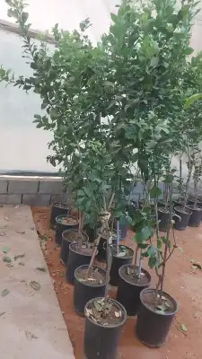 جميع انواع اليمون 6