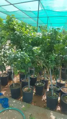 جميع انواع اليمون 7