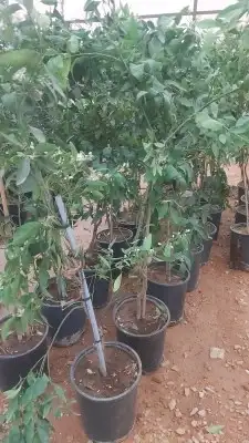 جميع انواع اليمون 16