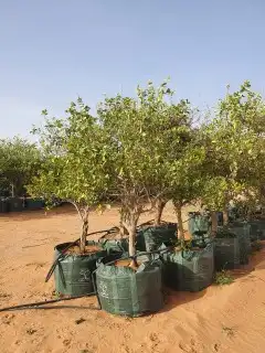 جميع انواع اليمون 3