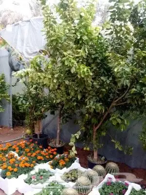 جميع انواع اليمون 12