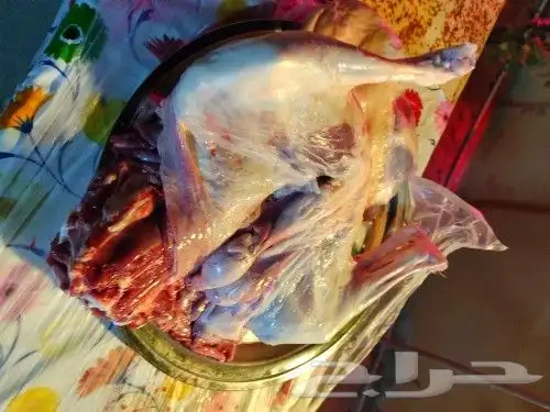 مشويات ادم السوري يرحب بكم في الشرقيه وما حولها 2