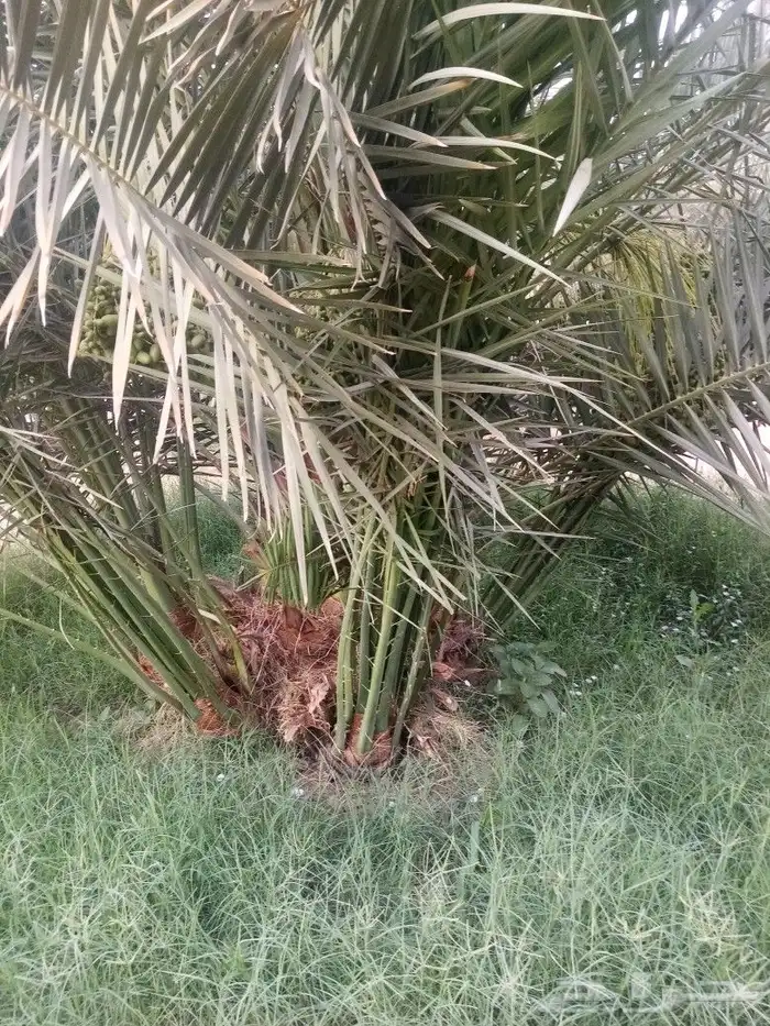 مقالات عامه شبوك نخل عربي واشنطن 6