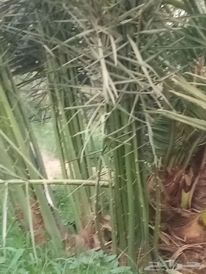 مقالات عامه شبوك نخل عربي واشنطن 2