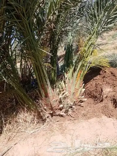 برحي واخلاص وصقعي ومجدول 0