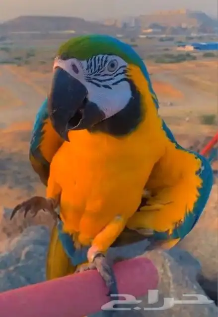 مكاو بلو اند قولد هدد اليف((( تم البيع ))) 9