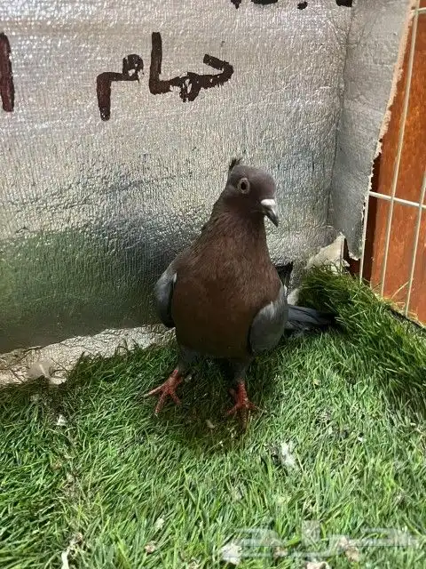 حمام لماع ألماني ارشينجل 5